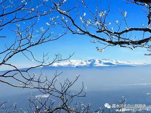 了解请问这是什么花?,体验知识星球的乐趣!